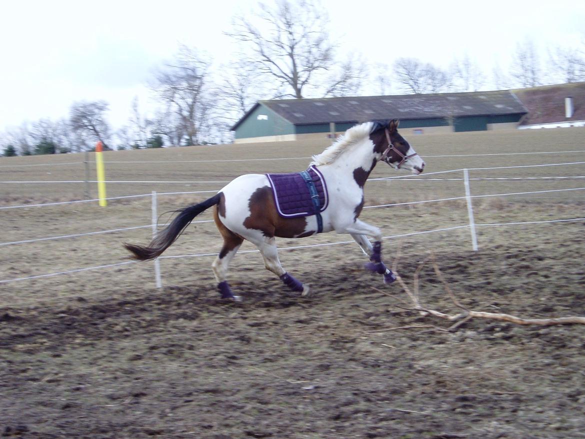 Pinto A.B. MARLEE (maluna) billede 18