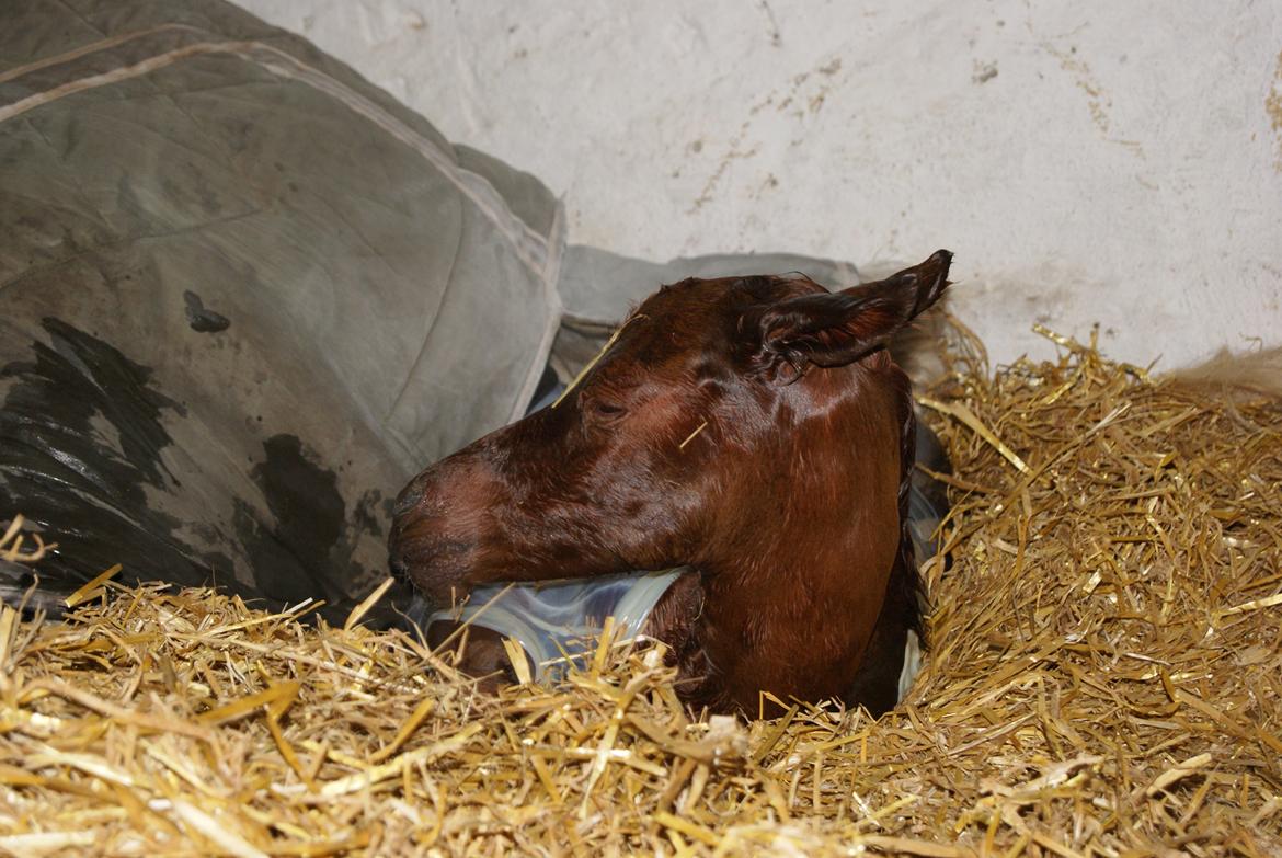 Arabisk fuldblod (OX) Esther Vildal *SOLGT* billede 15