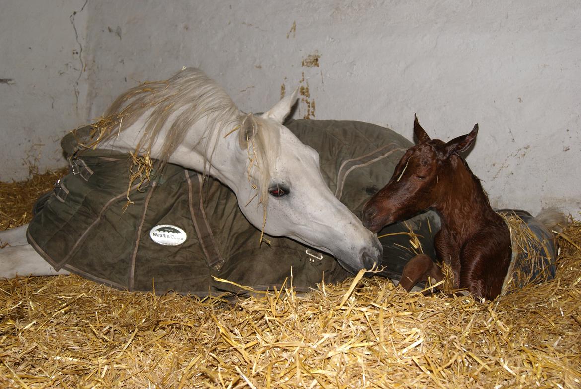 Arabisk fuldblod (OX) Esther Vildal *SOLGT* billede 16
