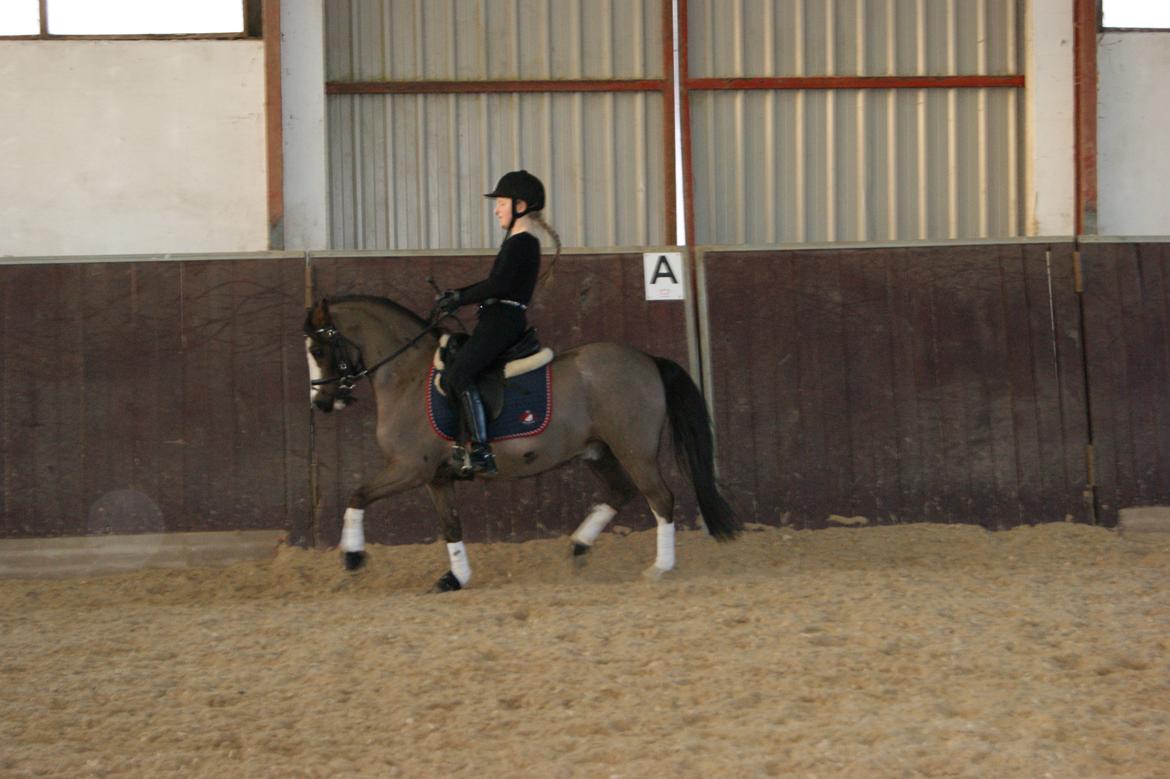 Welsh Mountain (sec A) A-PONY Skjaldsbjergs Skywalker - Velkommen til Skywalkers profil- læg gerne en bedømmelse og eller en kommentar:) billede 4