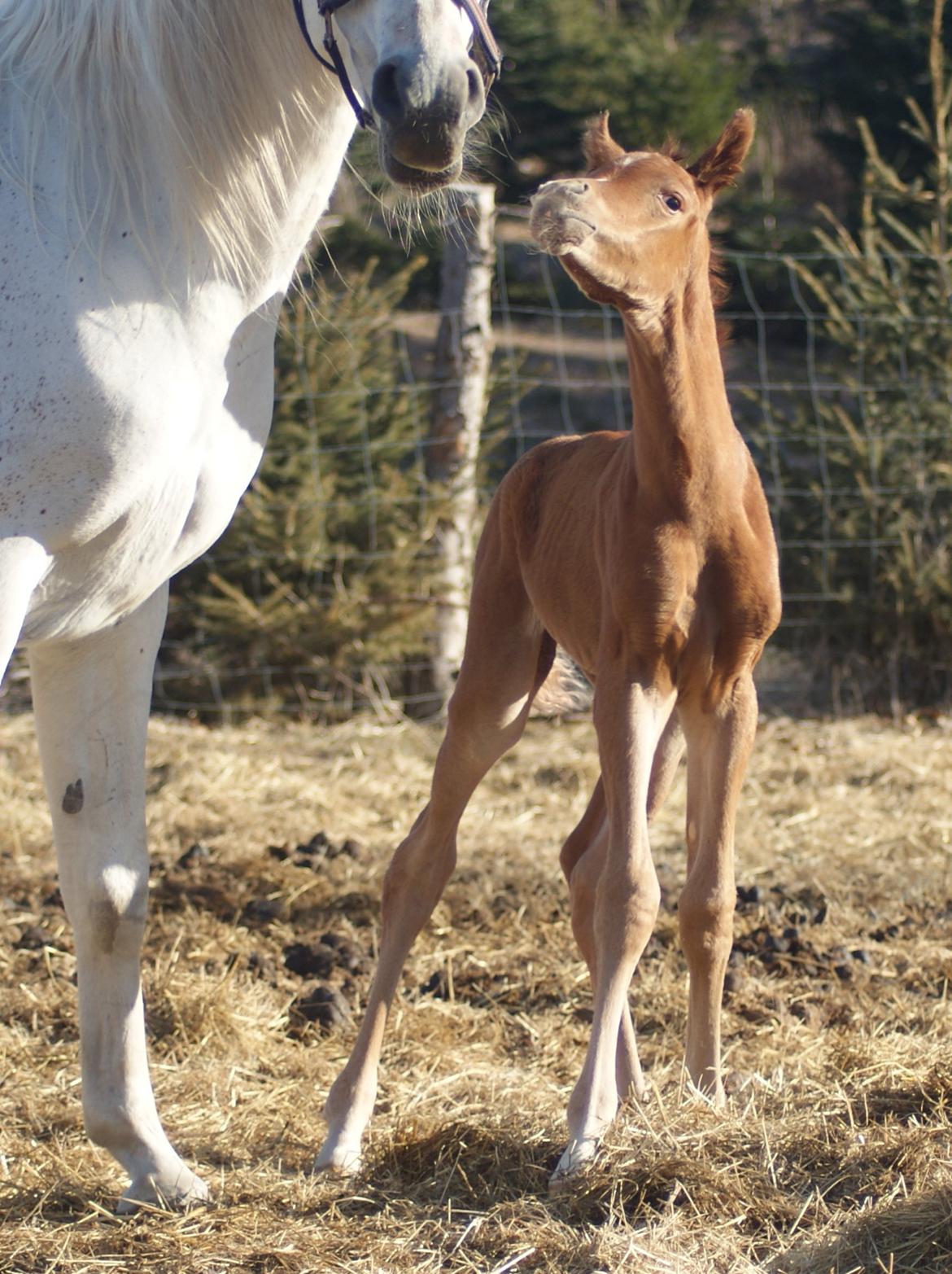 Arabisk fuldblod (OX) Esther Vildal *SOLGT* billede 8