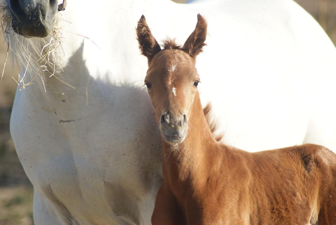 Arabisk fuldblod (OX) Esther Vildal *SOLGT* billede 9
