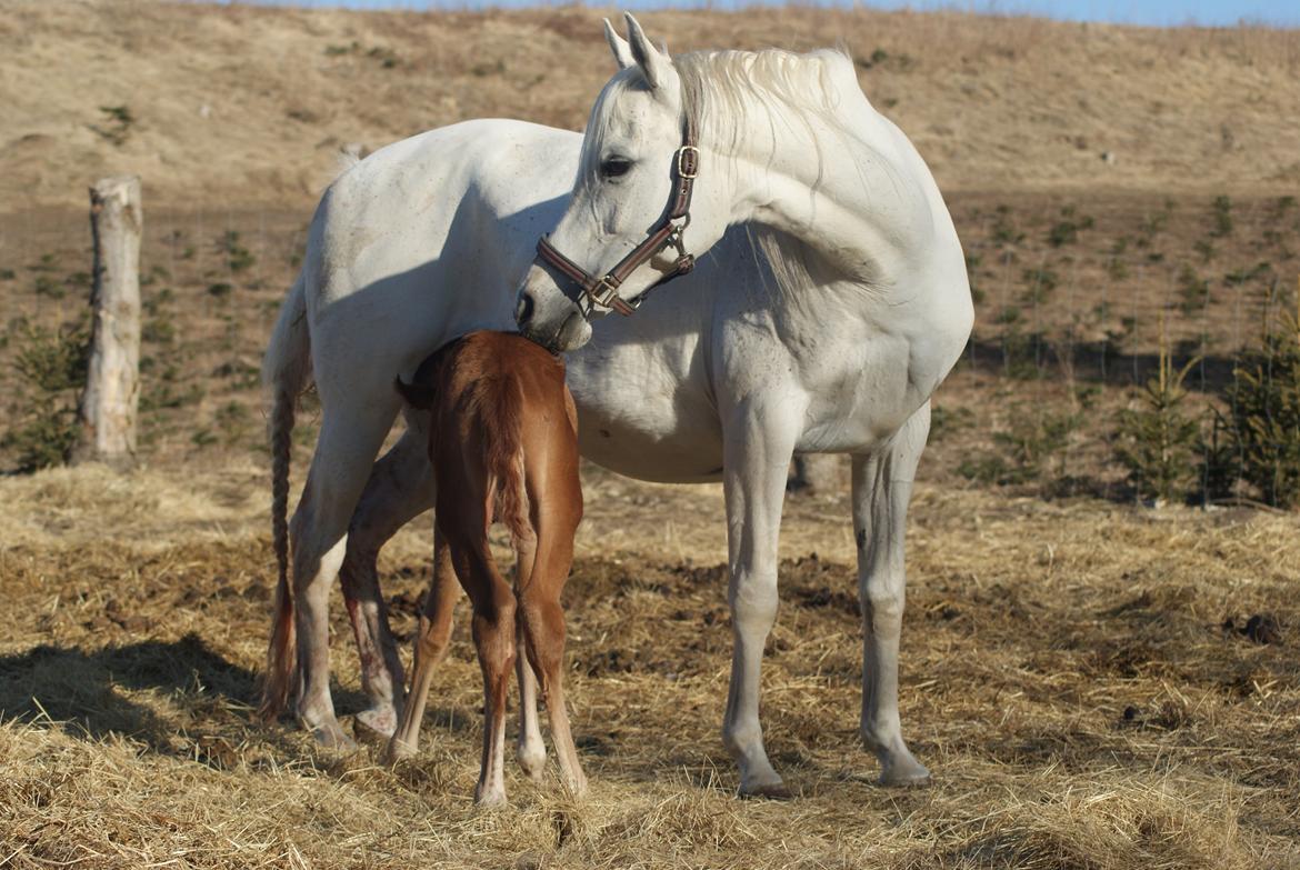 Arabisk fuldblod (OX) Esther Vildal *SOLGT* billede 10