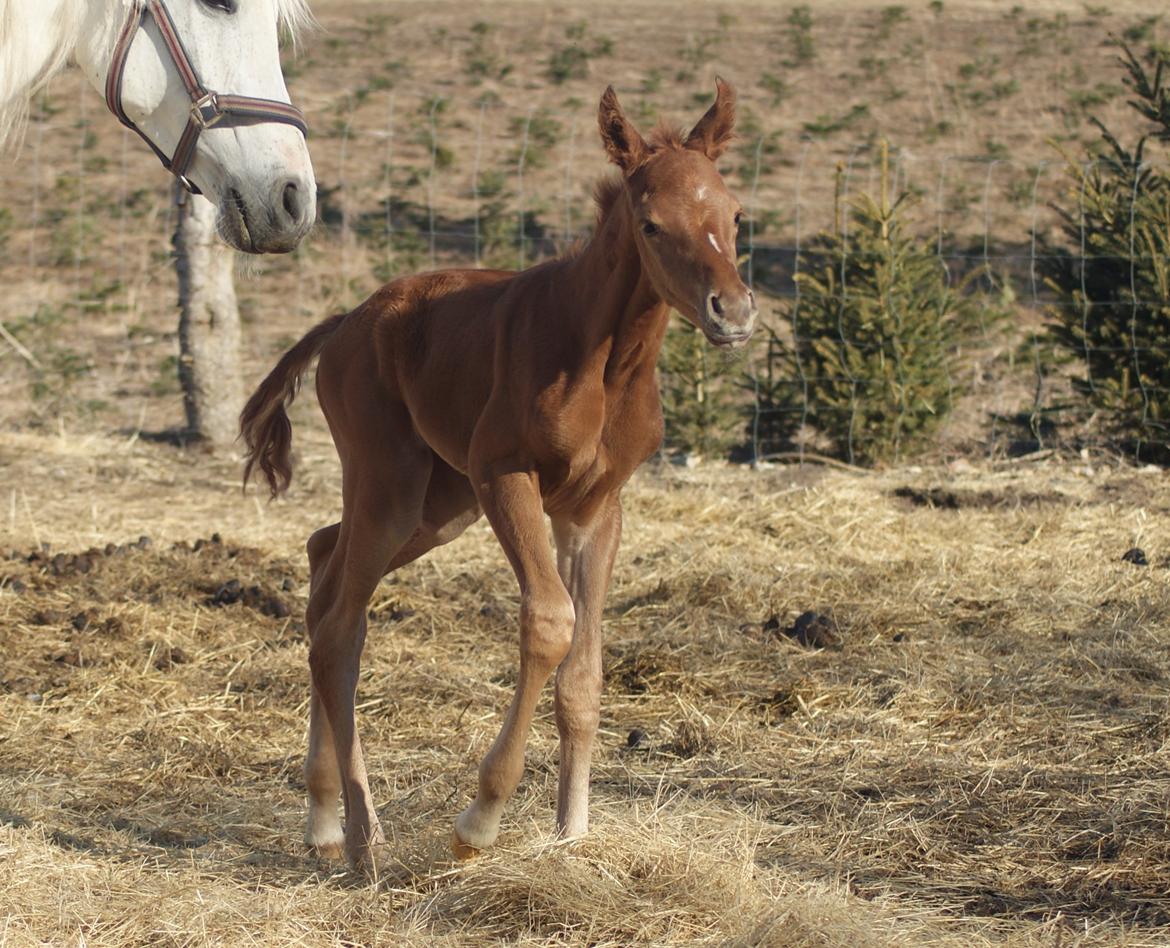 Arabisk fuldblod (OX) Esther Vildal *SOLGT* billede 11