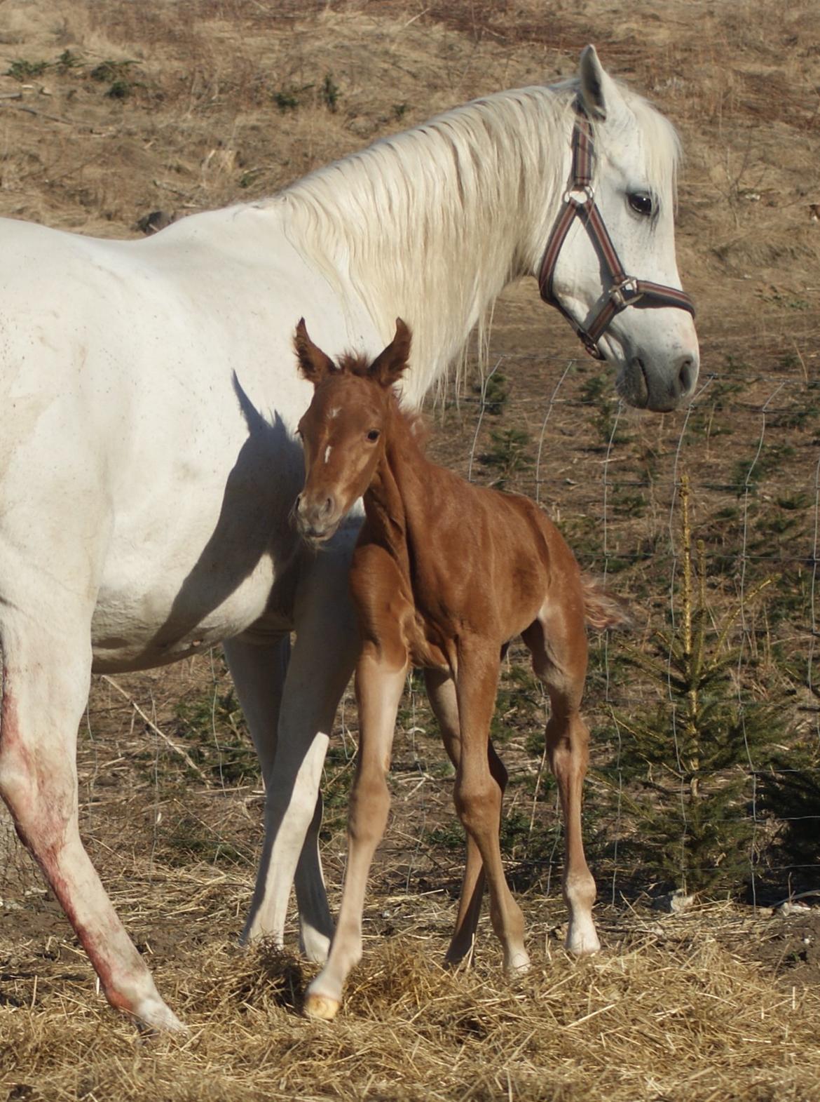 Arabisk fuldblod (OX) Esther Vildal *SOLGT* billede 12