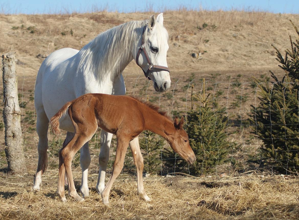 Arabisk fuldblod (OX) Esther Vildal *SOLGT* billede 13