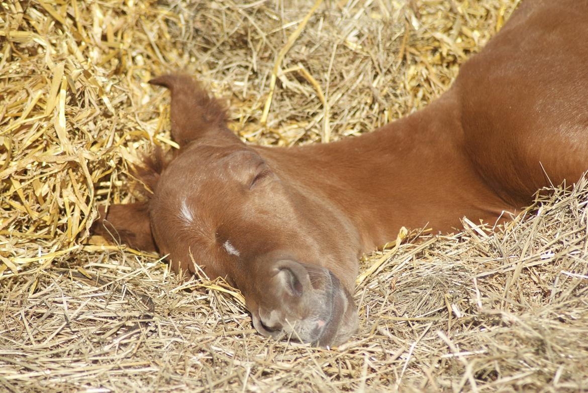 Arabisk fuldblod (OX) Esther Vildal *SOLGT* billede 14