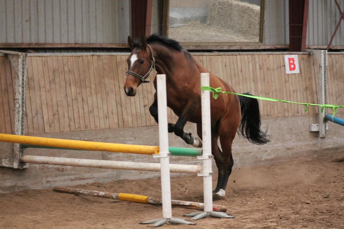 Dansk Varmblod Faithful´s Queen Solgt billede 16