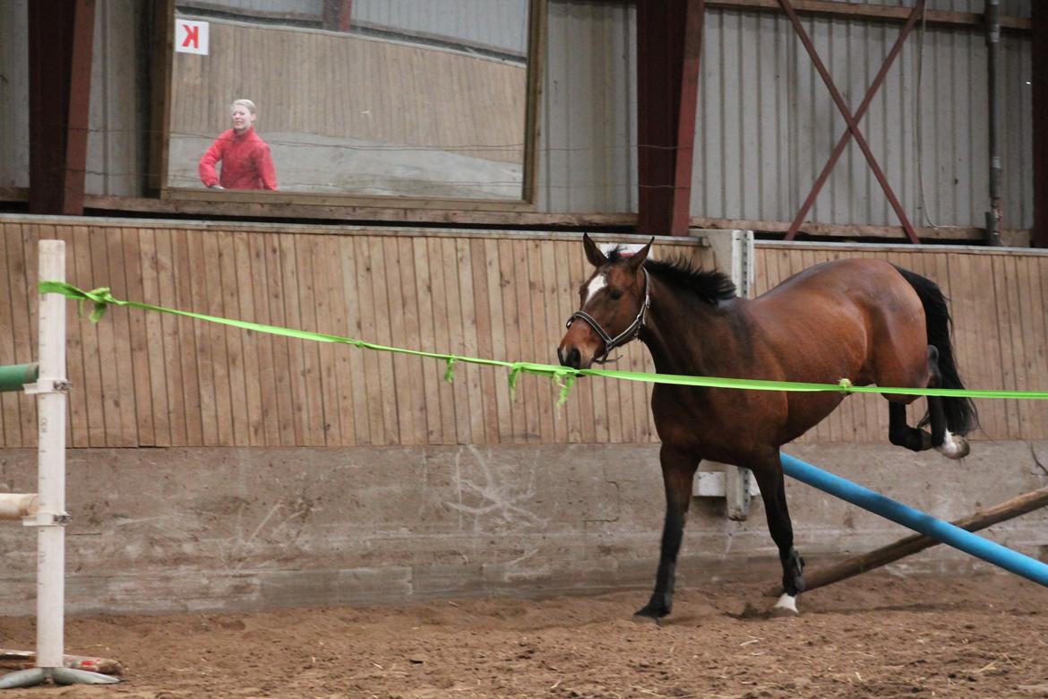 Dansk Varmblod Faithful´s Queen Solgt billede 17