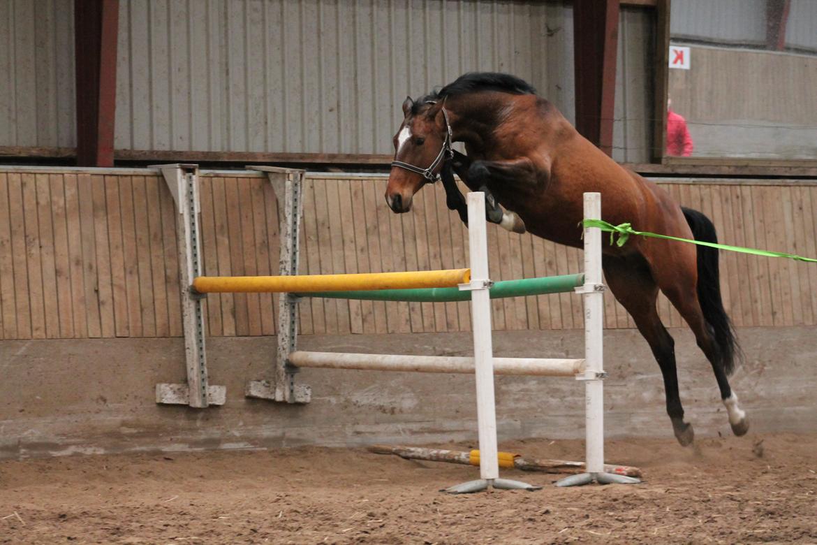 Dansk Varmblod Faithful´s Queen Solgt billede 18