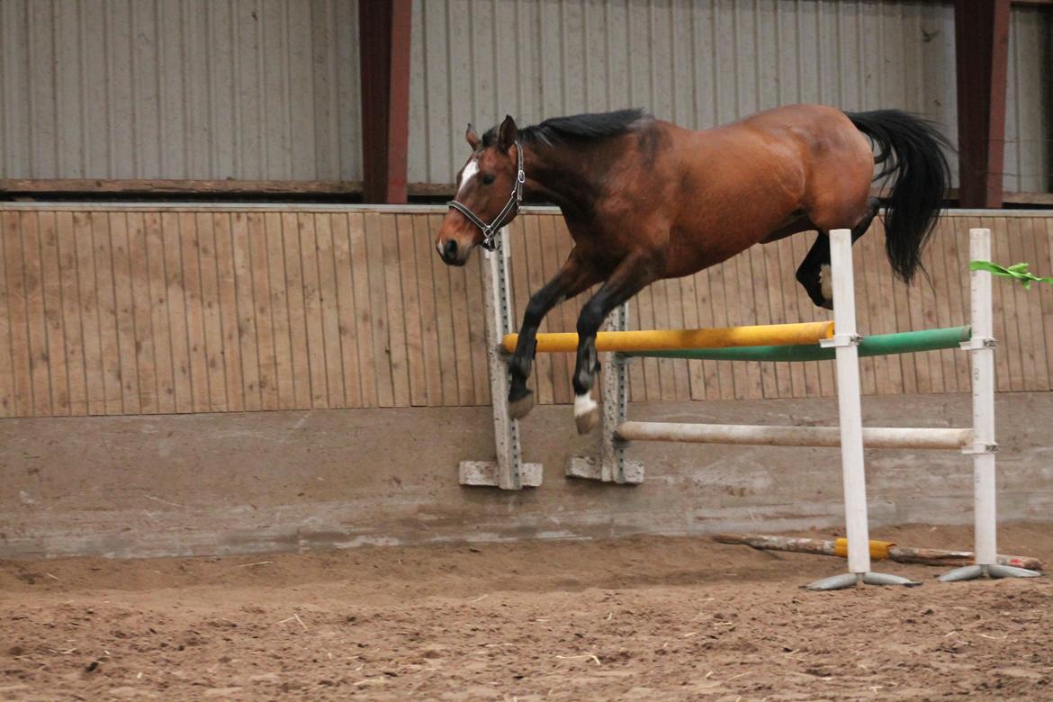 Dansk Varmblod Faithful´s Queen Solgt billede 19