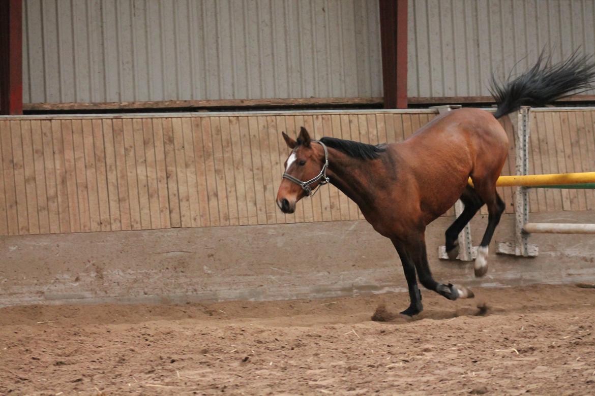 Dansk Varmblod Faithful´s Queen Solgt billede 20