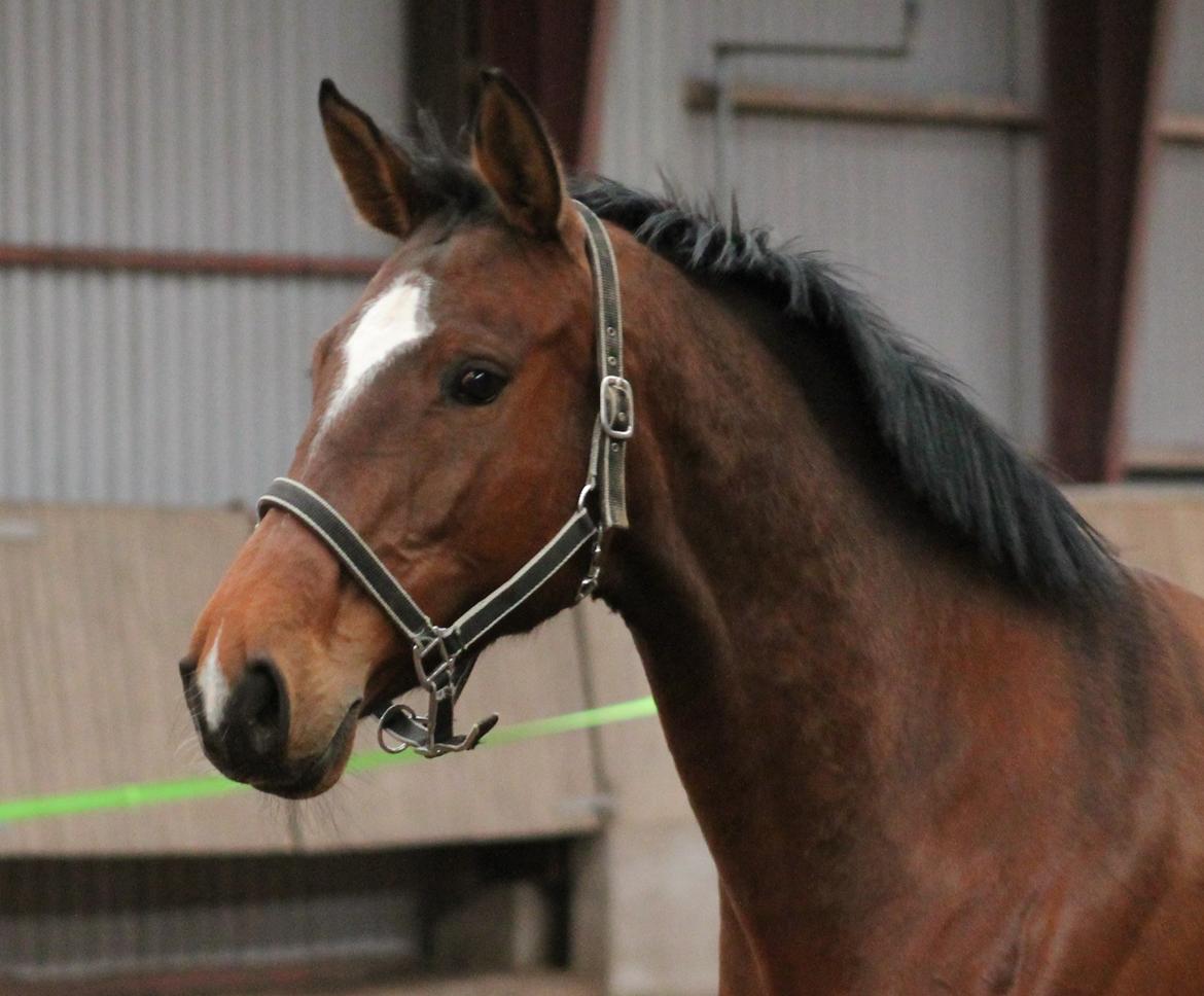 Dansk Varmblod Faithful´s Queen Solgt billede 1