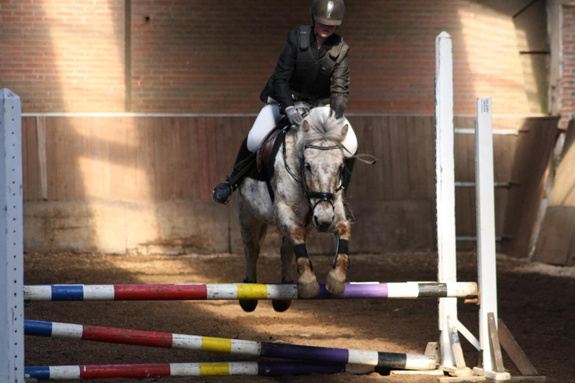 Anden særlig race Bailey billede 16