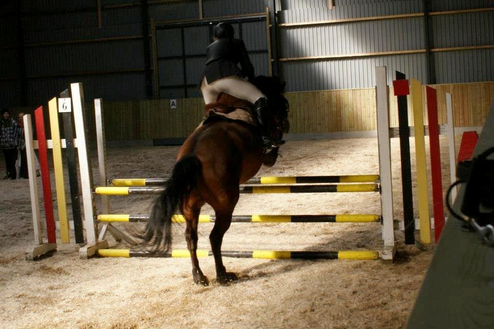 New Forest Birkilds Veronica - Go' røv pony-prinsesse!<3 billede 10