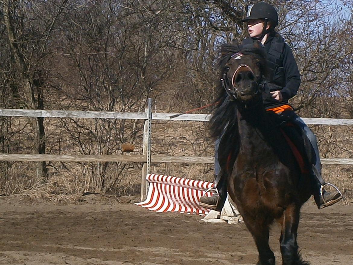 Welsh Cob (sec D) Stallone  - Glad hest!!:D billede 15