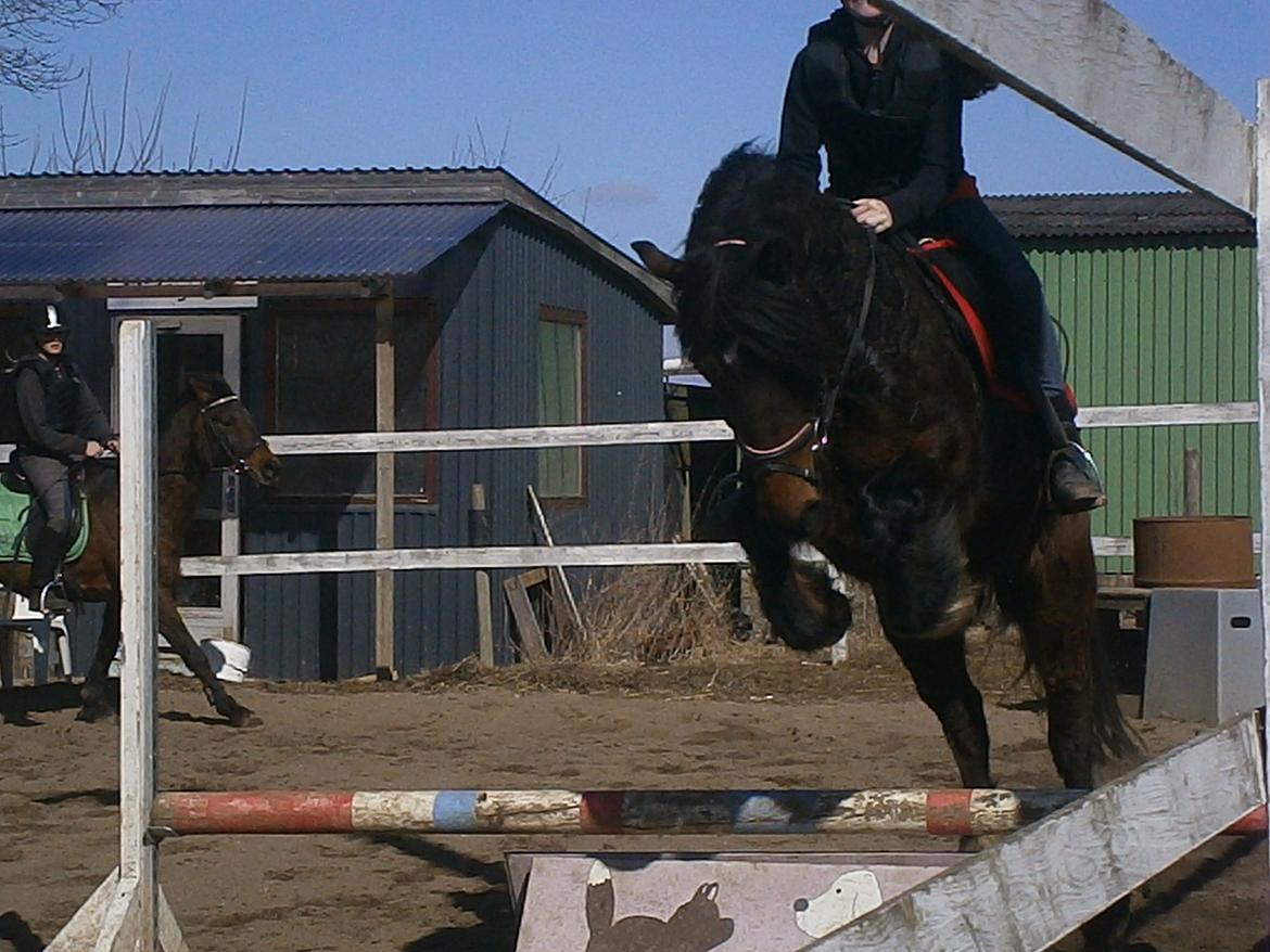 Welsh Cob (sec D) Stallone  - Hopla!!!! billede 11