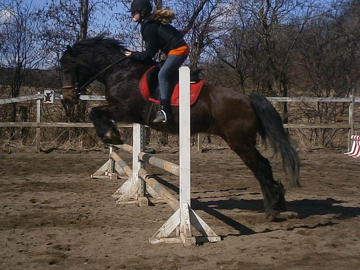Welsh Cob (sec D) Stallone  - Dygtige hest! billede 4