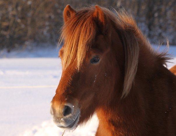 Islænder Krabbi. - I senen billede 1