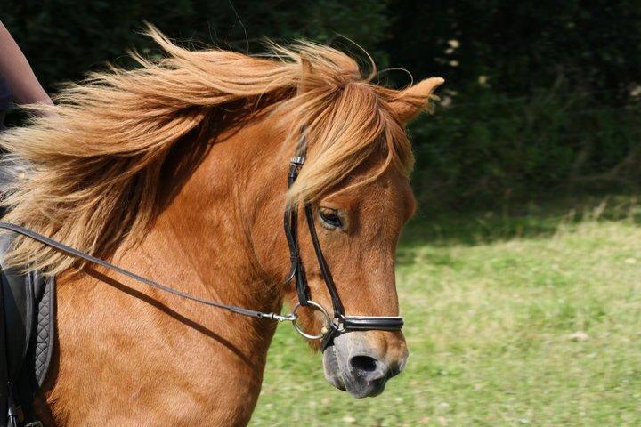 Islænder Krabbi. - Er uge og ride. billede 2