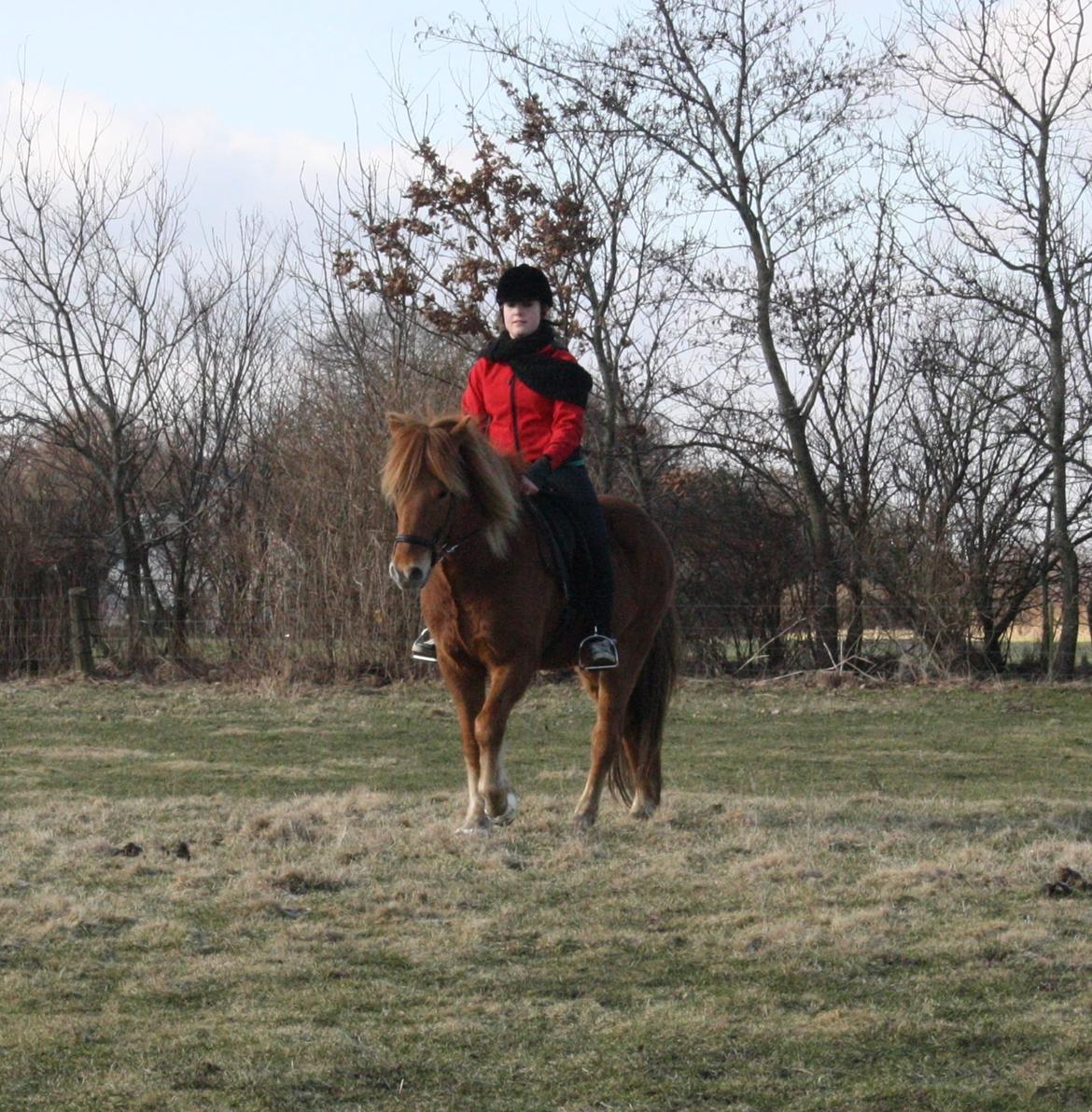 Islænder Krabbi. billede 3