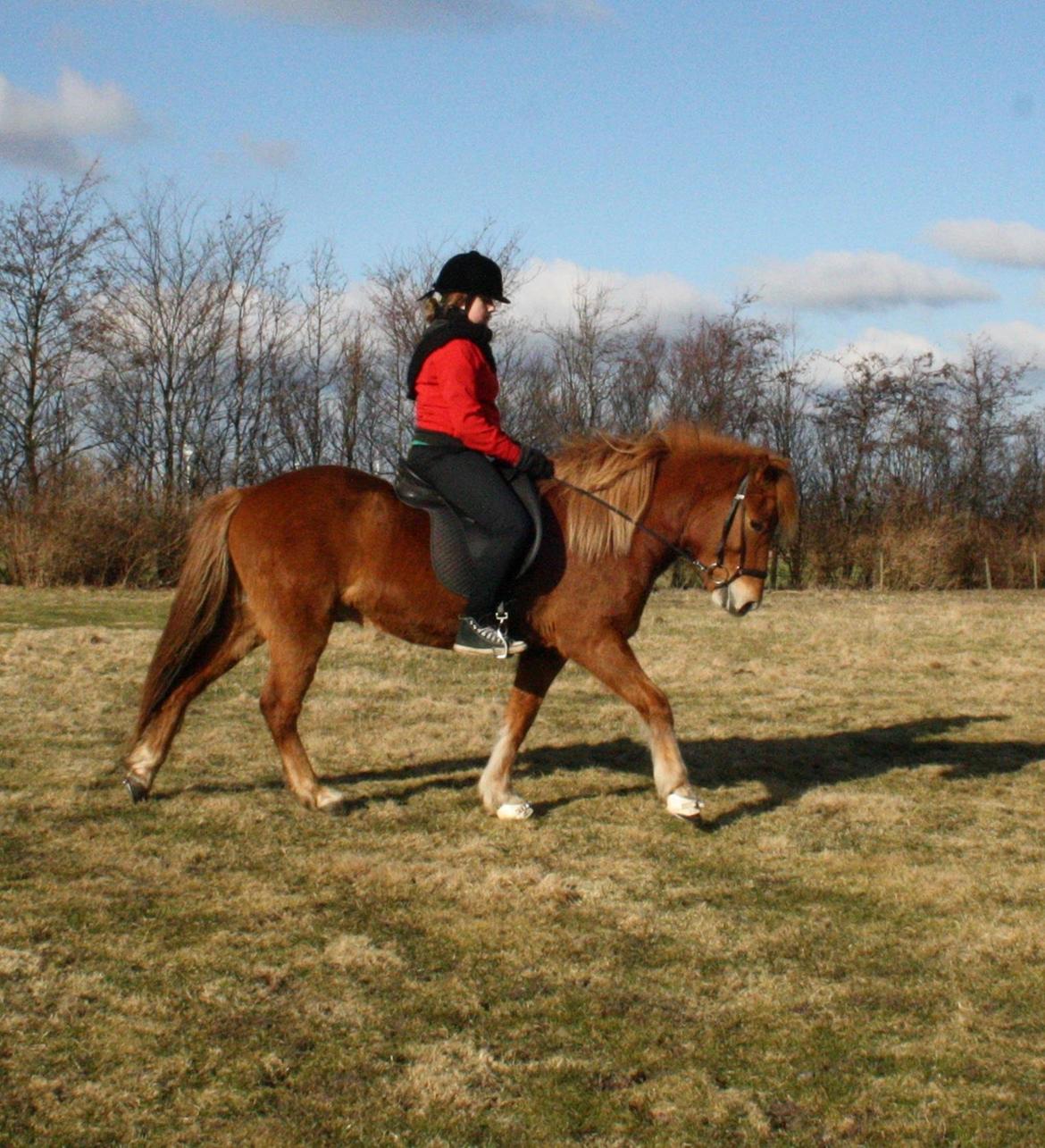 Islænder Krabbi. billede 4