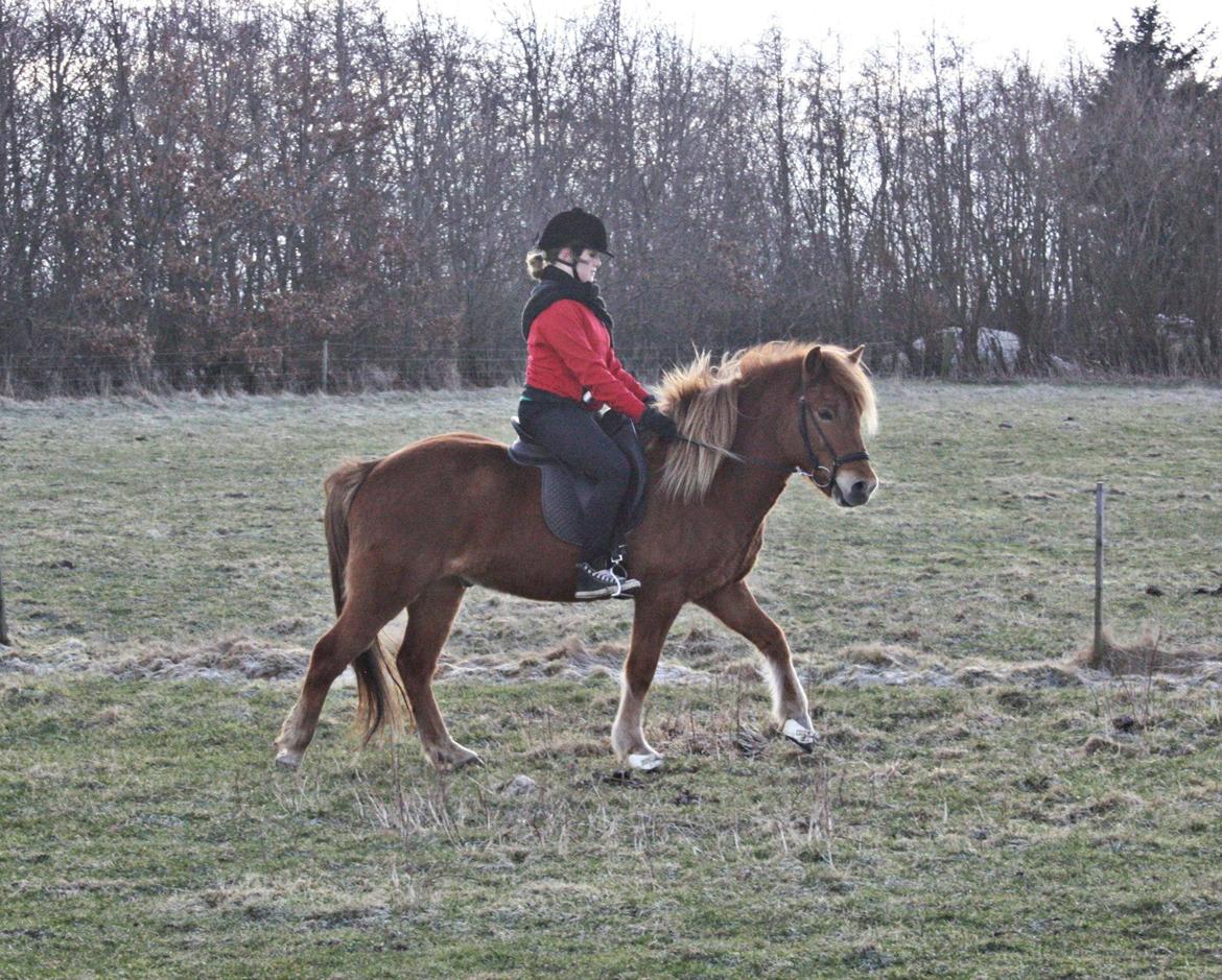 Islænder Krabbi. billede 5