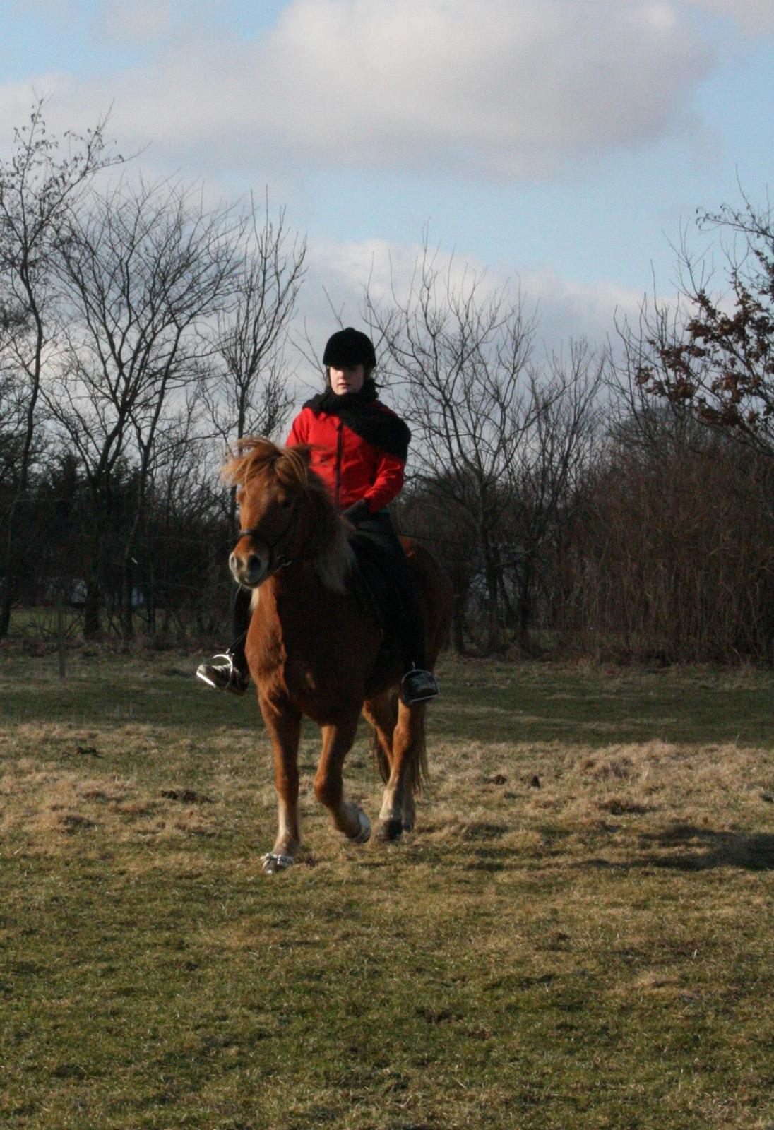 Islænder Krabbi. billede 6