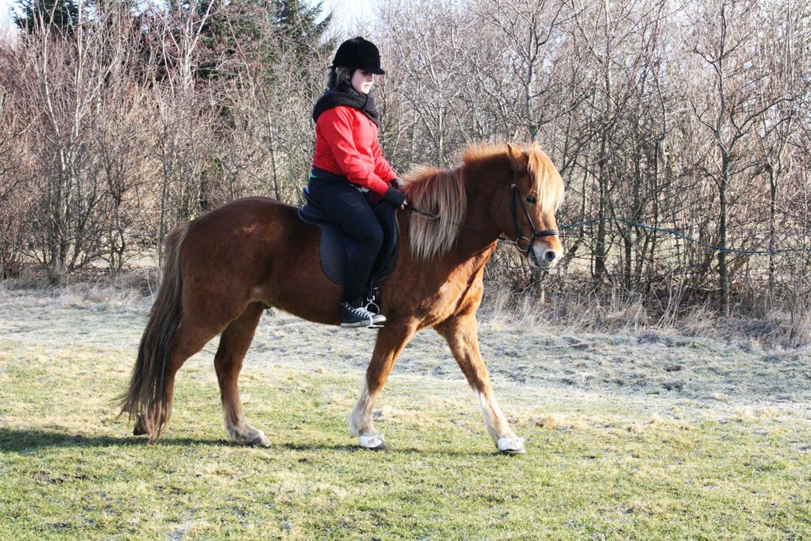 Islænder Krabbi. billede 8