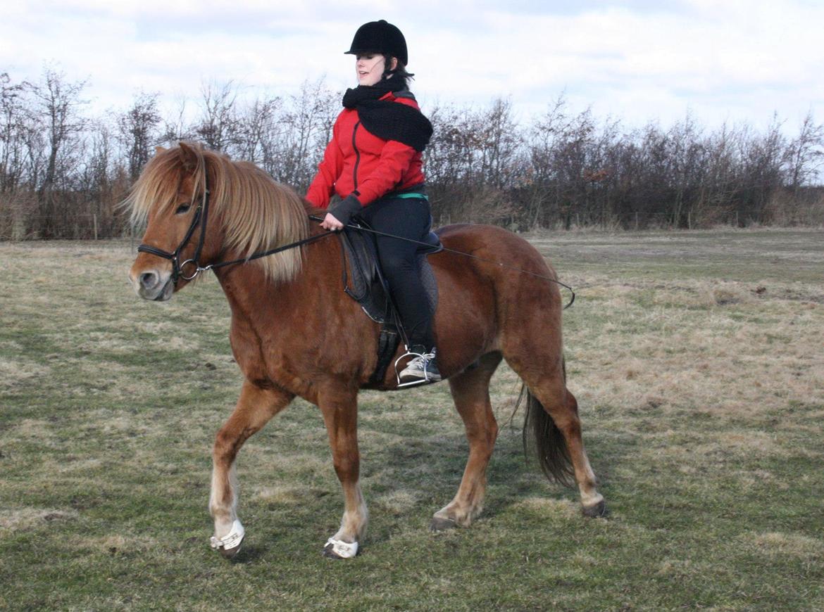 Islænder Krabbi. billede 9