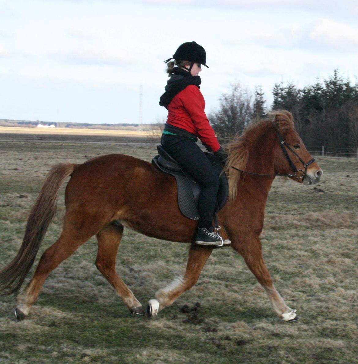 Islænder Krabbi. billede 10