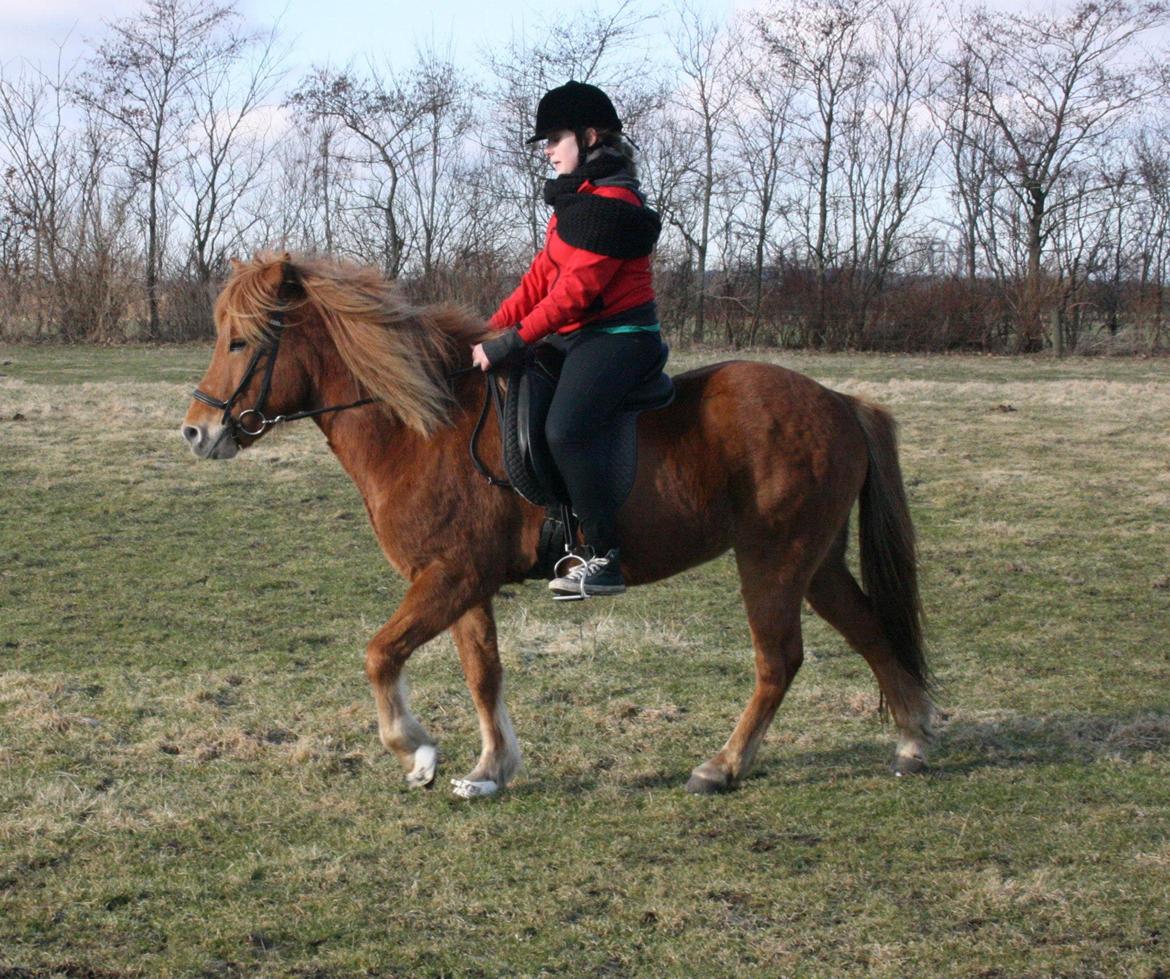 Islænder Krabbi. billede 11