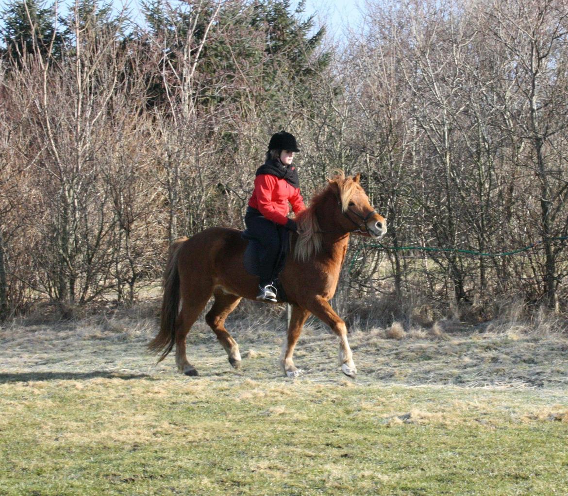 Islænder Krabbi. - Mig og Krabbi foster gang....: D billede 12