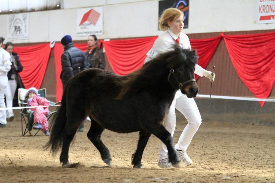 Shetlænder Ejstrups Perle - Skanderborg 2013 43 point og BIS billede 20