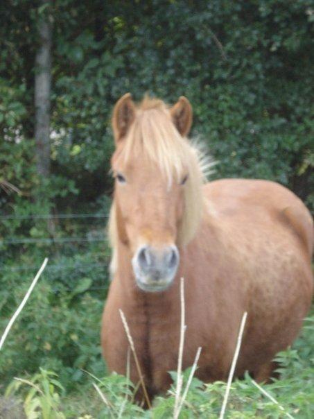 Islænder Krabbi. billede 13