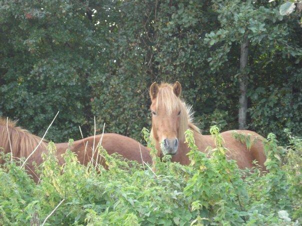 Islænder Krabbi. billede 14