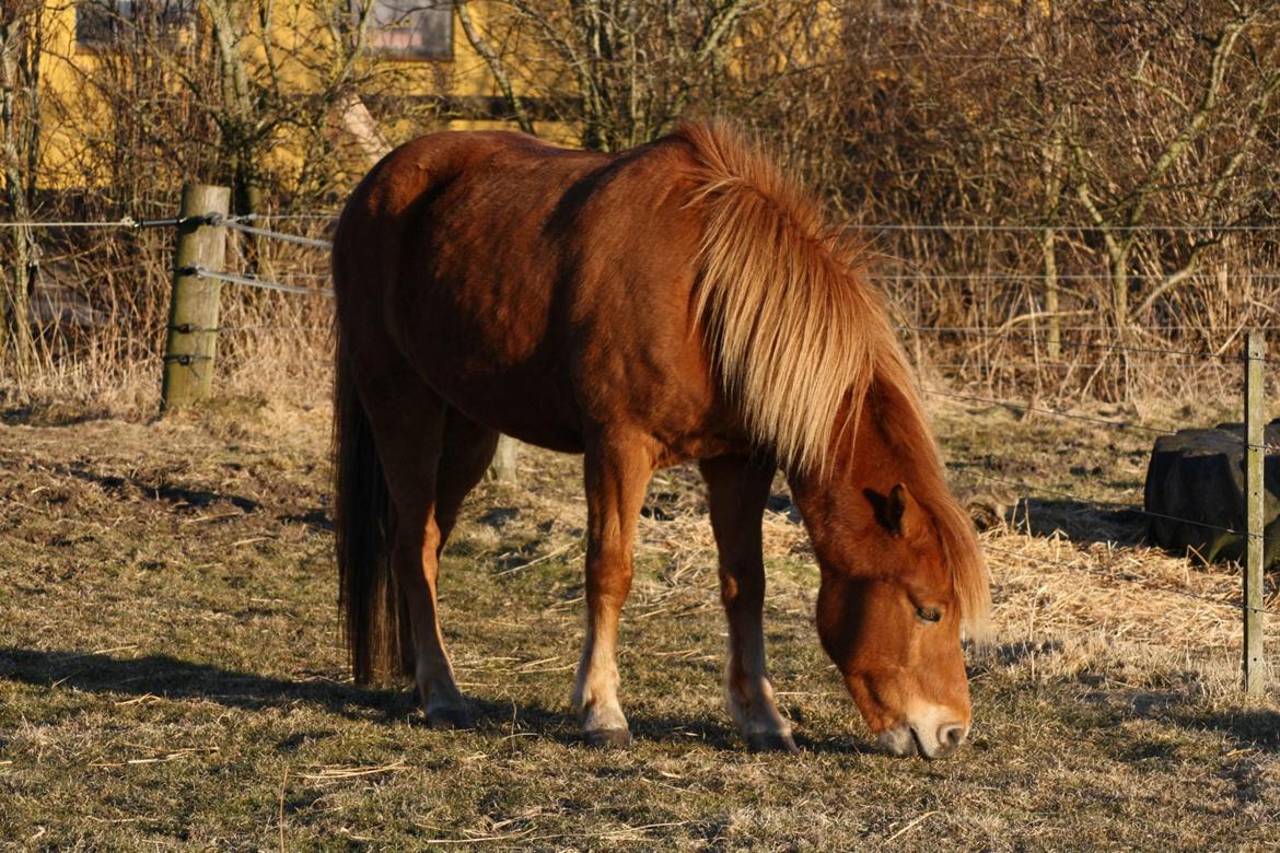 Islænder Krabbi. billede 15