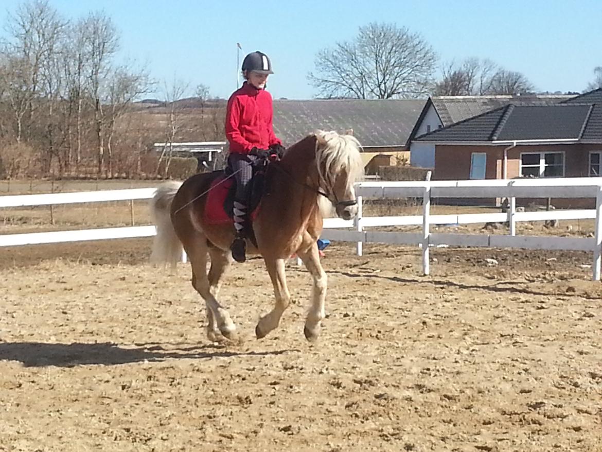 Haflinger Wonder Brohus <3 - Mig og min elskede Wonder, hjemme på ridebanen. billede 15