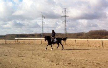 Anden særlig race Natasja (Tusja) - 07.04.13 - Undervisning derhjemme. Arbejdstrav.  billede 7