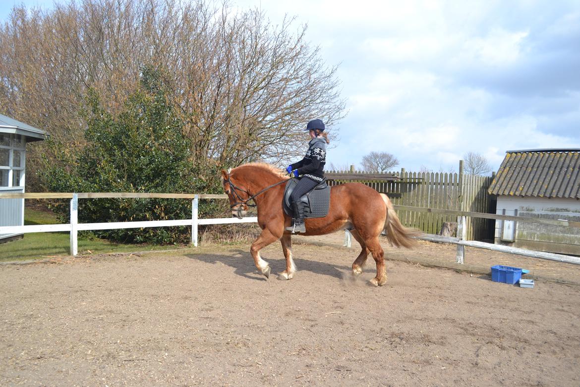 Haflinger Monday Vanja R.I.P - Mig der rider lidt dressur på Vannemanden. :-P billede 6