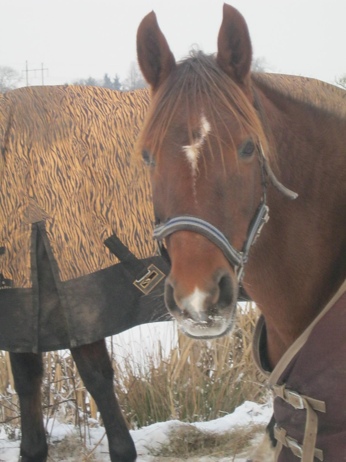 Arabisk fuldblod (OX) Ronja billede 17
