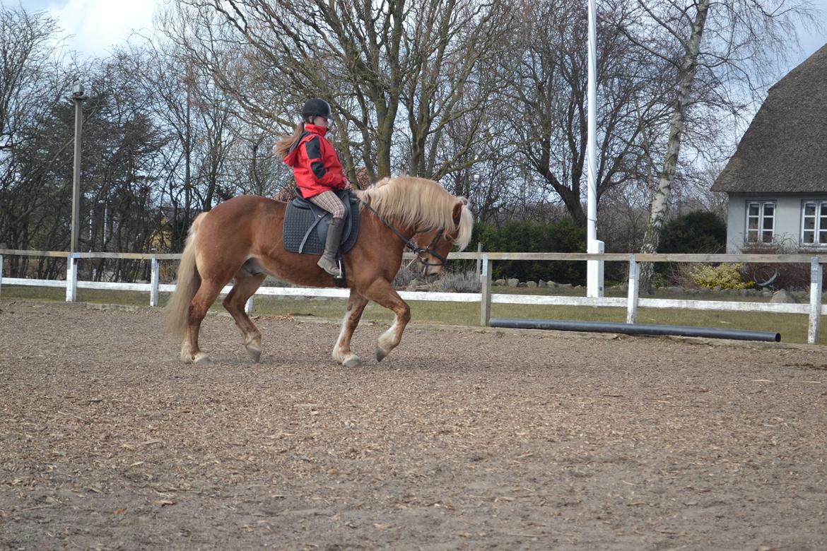 Haflinger Monday Vanja R.I.P - Tenna Skrydstrup der rider lidt dressur på Vannemanden :-) billede 7