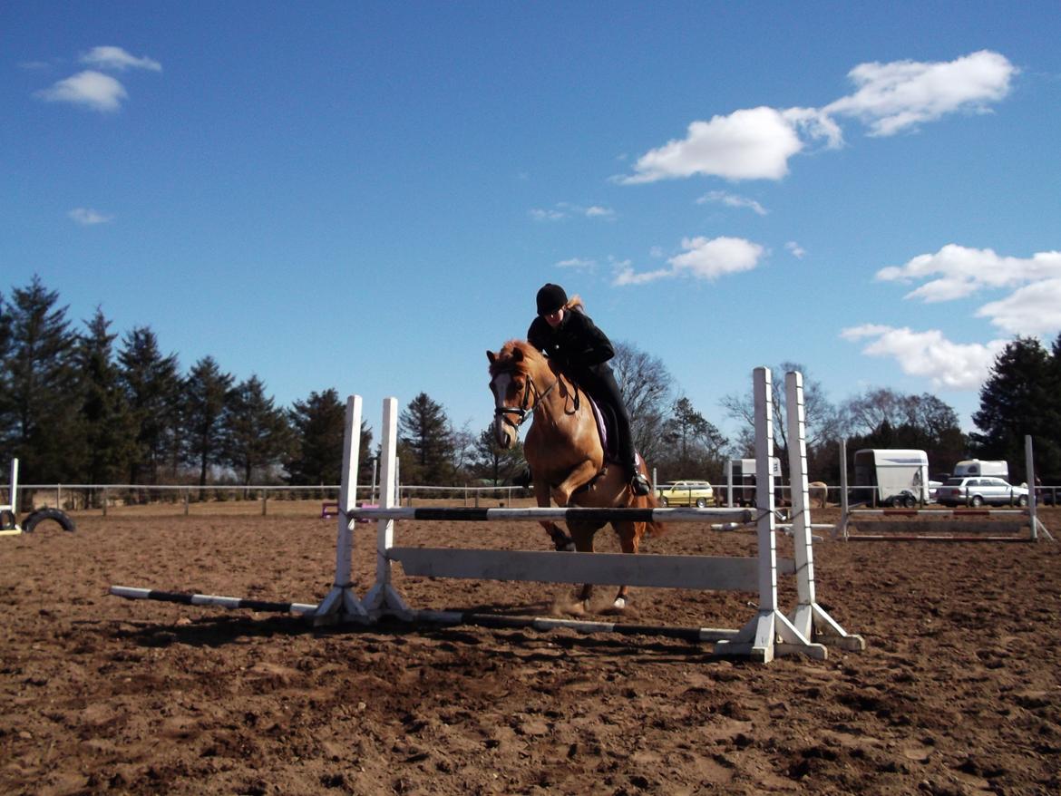 Anden særlig race Ning billede 18