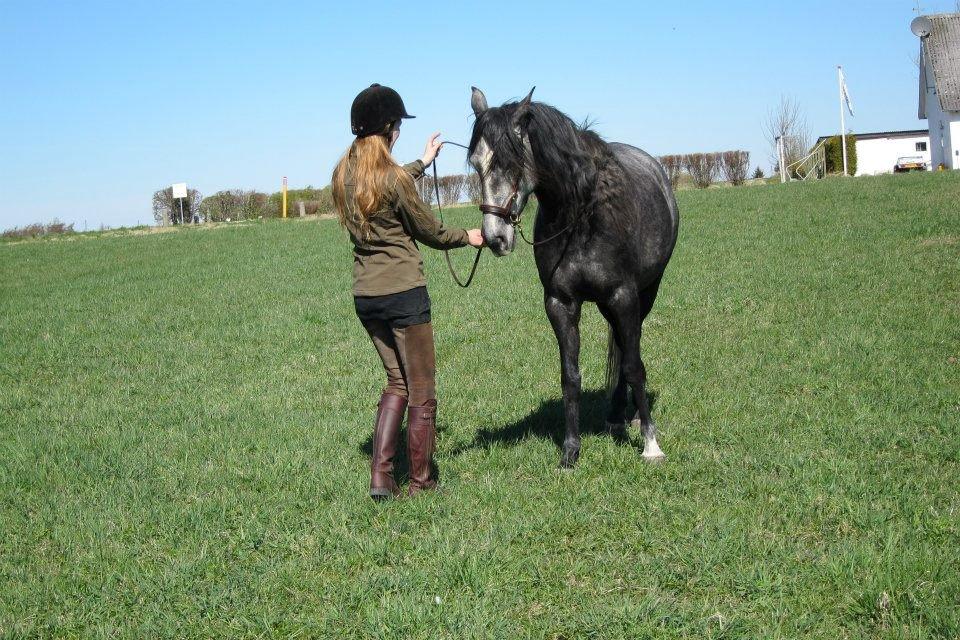 Lusitano Bailarina billede 13