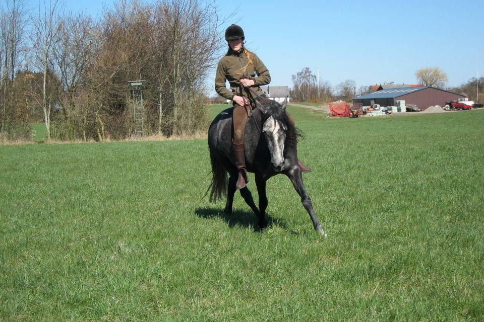 Lusitano Bailarina billede 14