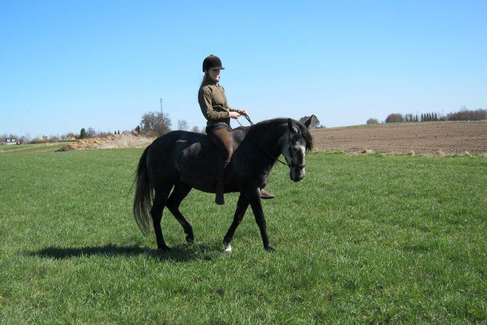 Lusitano Bailarina billede 15