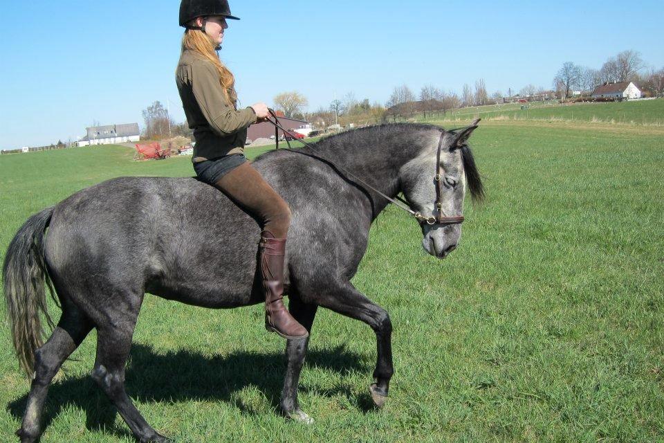 Lusitano Bailarina billede 16