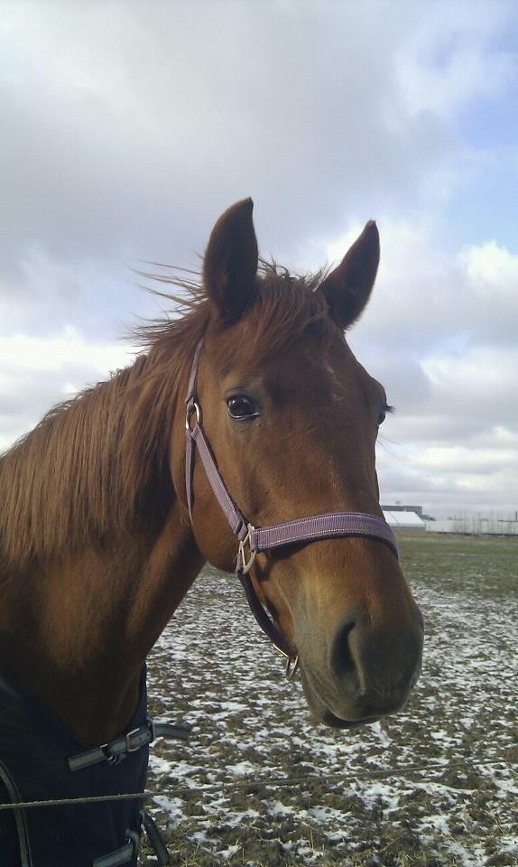 Anden særlig race Emma - Emma bazzen på fold!<3 billede 1