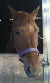 Anden særlig race Emma - Emma ved sin boks efter jeg havde redet hende!:) billede 2