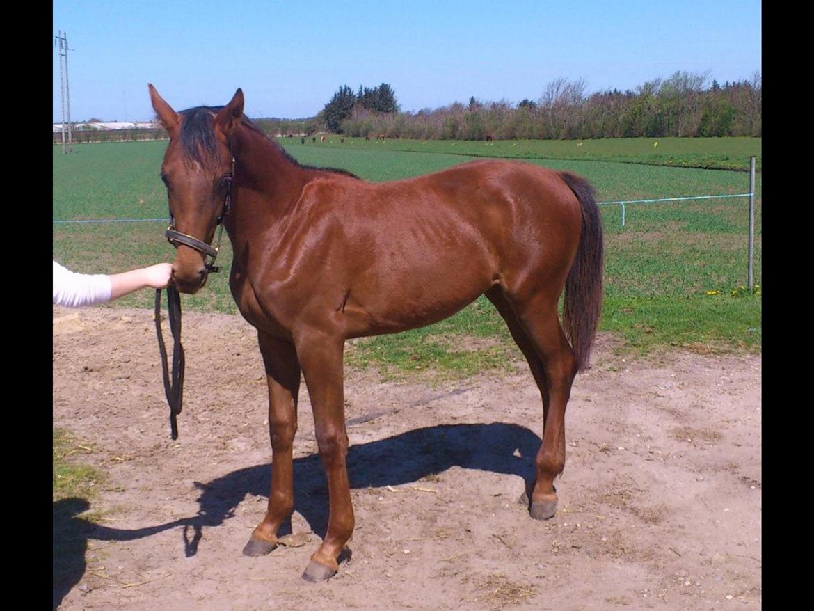 Dansk Varmblod Gabi - Smukke Gabi, elsker hendes smukke farve:) billede 3